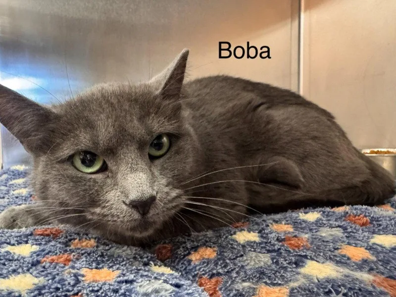 An adult small-sized female Domestic Short Hair cat named Boba for adoption in Saint George, UT