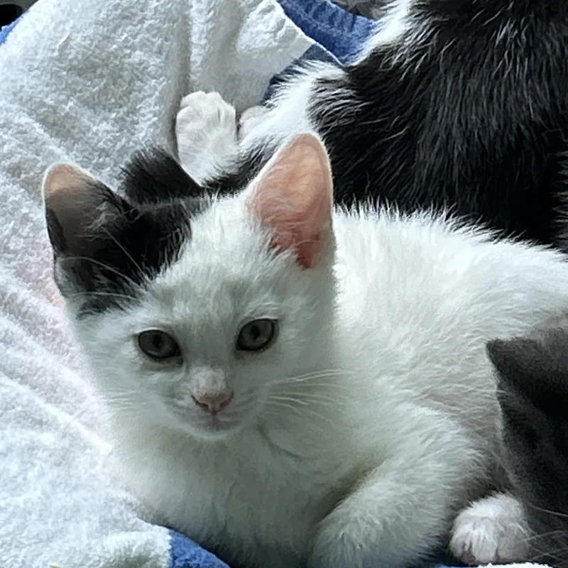Domino