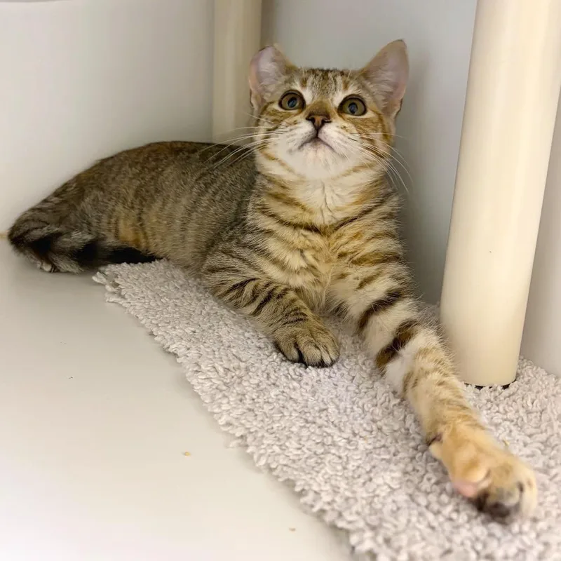 A baby small-sized female Domestic Short Hair cat named Oregano for adoption in Woodinville, WA
