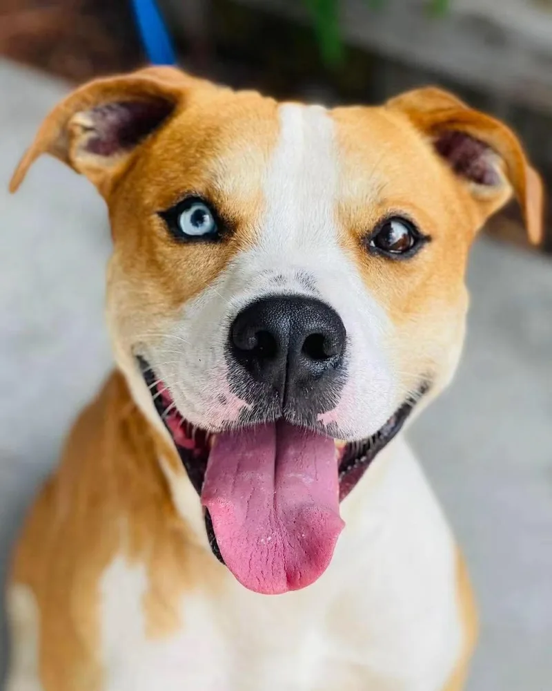 A young medium-sized male Pit Bull Terrier dog named Cam Cam for adoption in Covington, GA