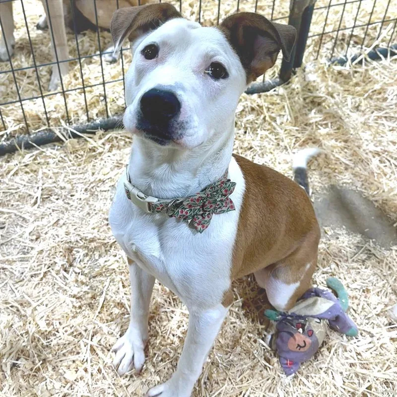 An adult medium-sized female White / Cream Mixed Breed dog named Bambi for adoption in Deerfield, IL