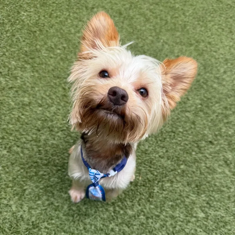 An adult small-sized male Yellow / Tan / Blond / Fawn Yorkshire Terrier dog named Benzi for adoption in Titusville, FL