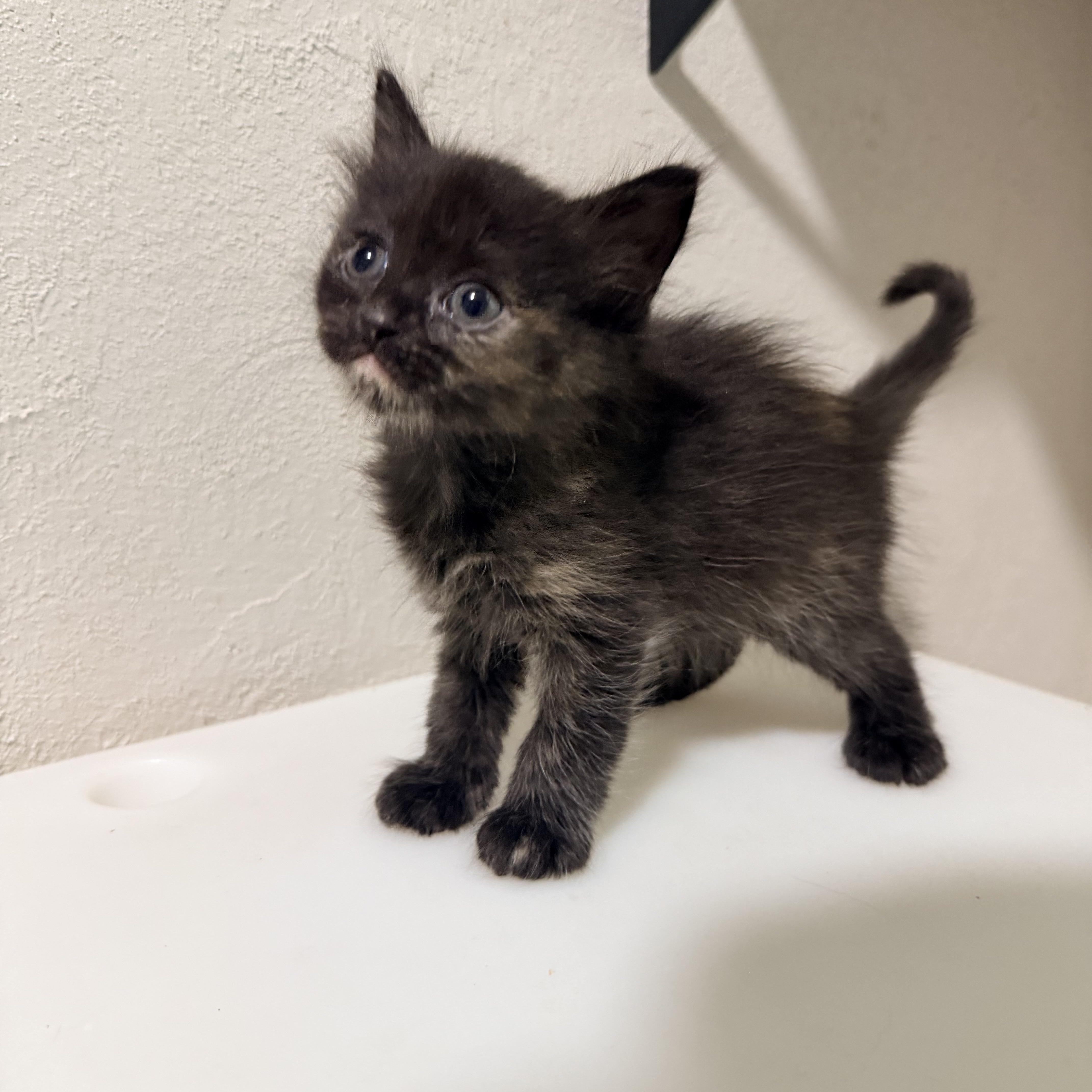 A baby medium-sized female Tortoiseshell cat named Lilibet for adoption in Greensboro, NC