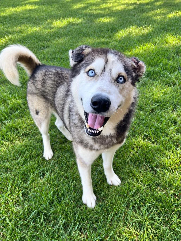 Nanook