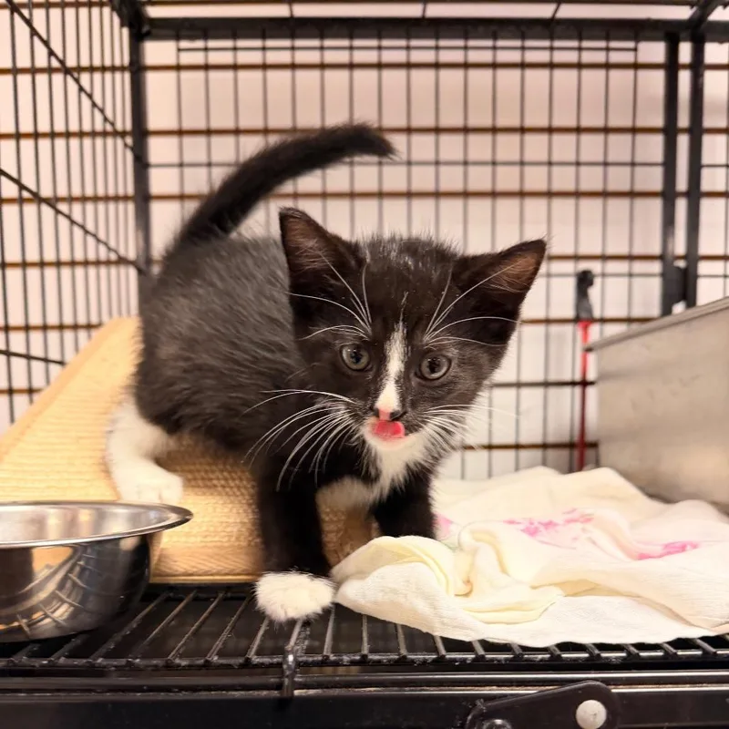 A baby small-sized male Black Domestic Medium Hair cat named Sasuage for adoption in Pawling, NY