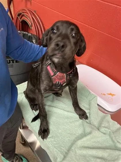 A baby large-sized female Black Mixed Breed dog named Dotty for adoption in Wichita, KS
