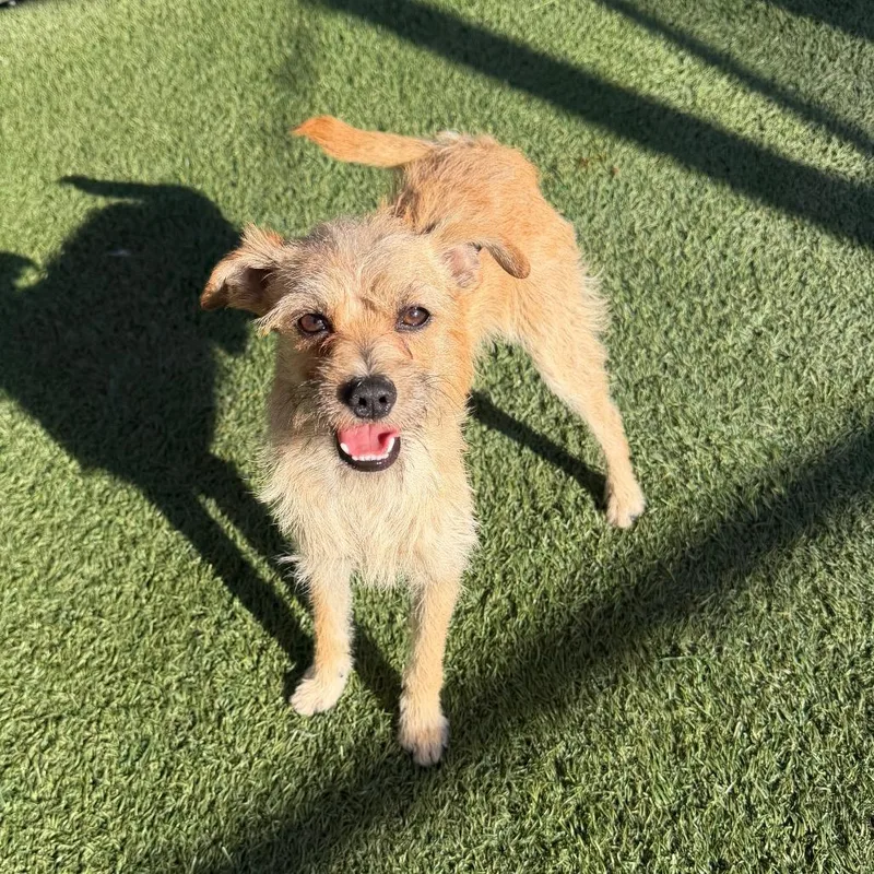 A young small-sized male Yellow / Tan / Blond / Fawn Chihuahua dog named Alejandro for adoption in Hawthorne, CA