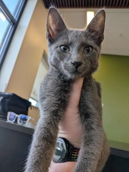A baby small-sized male Domestic Short Hair cat named Claude for adoption in Atlanta, GA