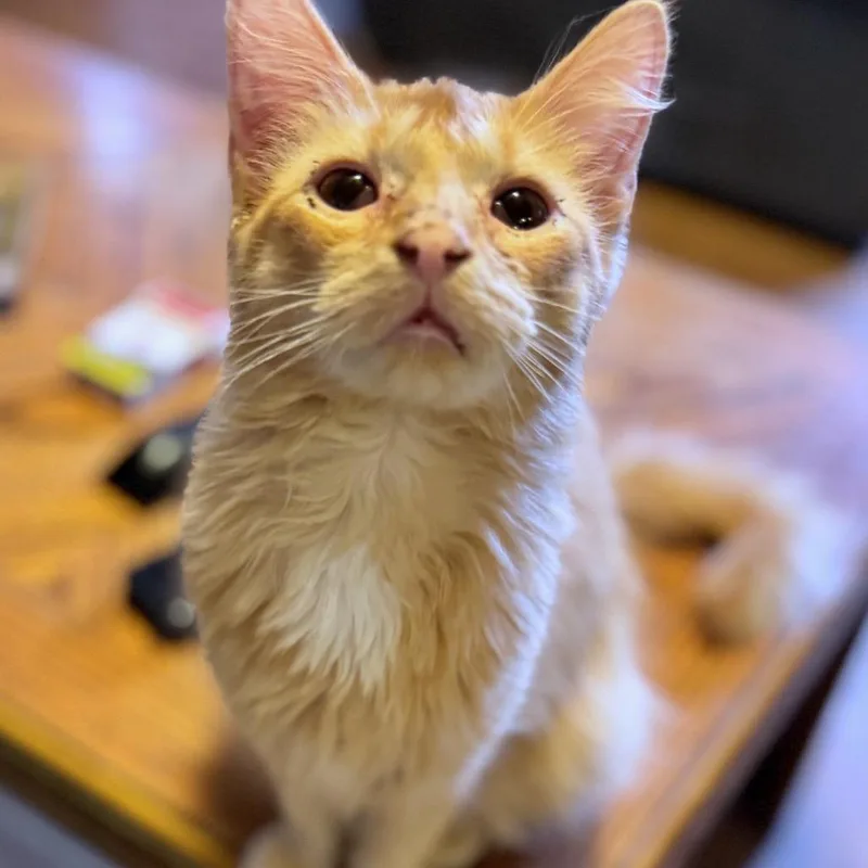 An adult small-sized male Domestic Medium Hair cat named Cotton Hill for adoption in Rochester, MN