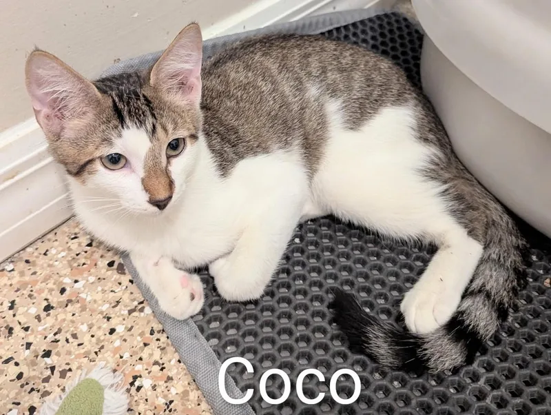A baby large-sized male Brown / Chocolate Domestic Short Hair cat named Coco for adoption in Fort Myers Beach, FL