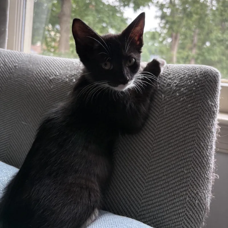 A young small-sized female Domestic Short Hair cat named Padme for adoption in Stokesdale, NC