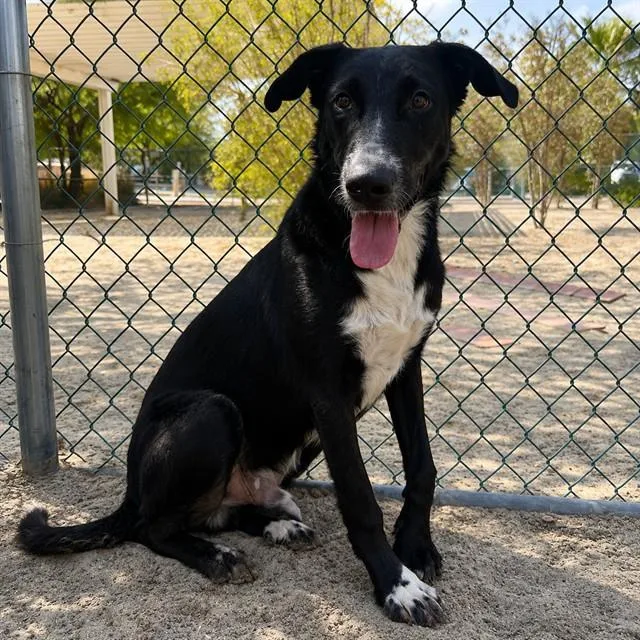 An adult medium-sized male Shepherd dog named Pitaya for adoption in Thousand Palms, CA