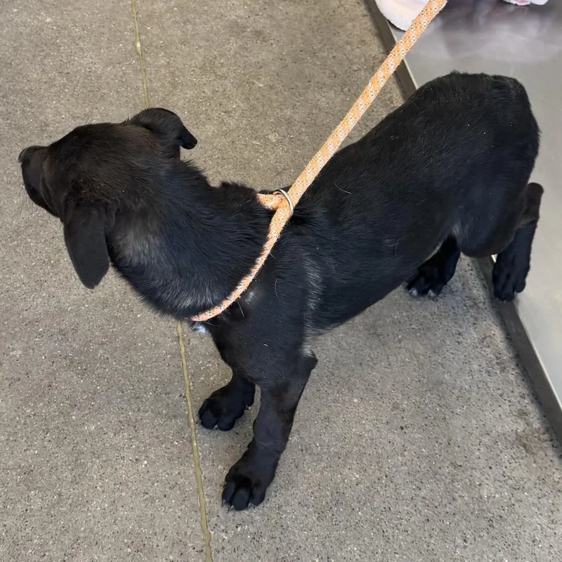 A baby medium-sized female Black Mixed Breed dog named Effie for adoption in Las Cruces, NM