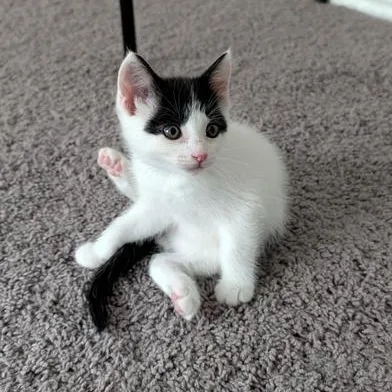 A baby small-sized male Black Domestic Short Hair cat named Tucker & Sky for adoption in Liverpool, TX