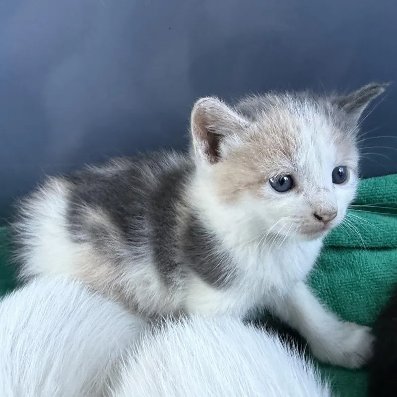 A baby small-sized female Calico Domestic Short Hair cat named Stevie for adoption in Newark, DE