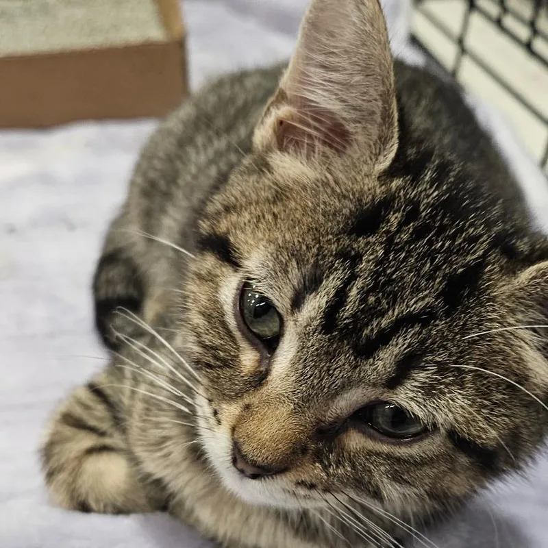 A baby small-sized male Brown / Chocolate Domestic Short Hair cat named Razzmatazz for adoption in Springfield, IL