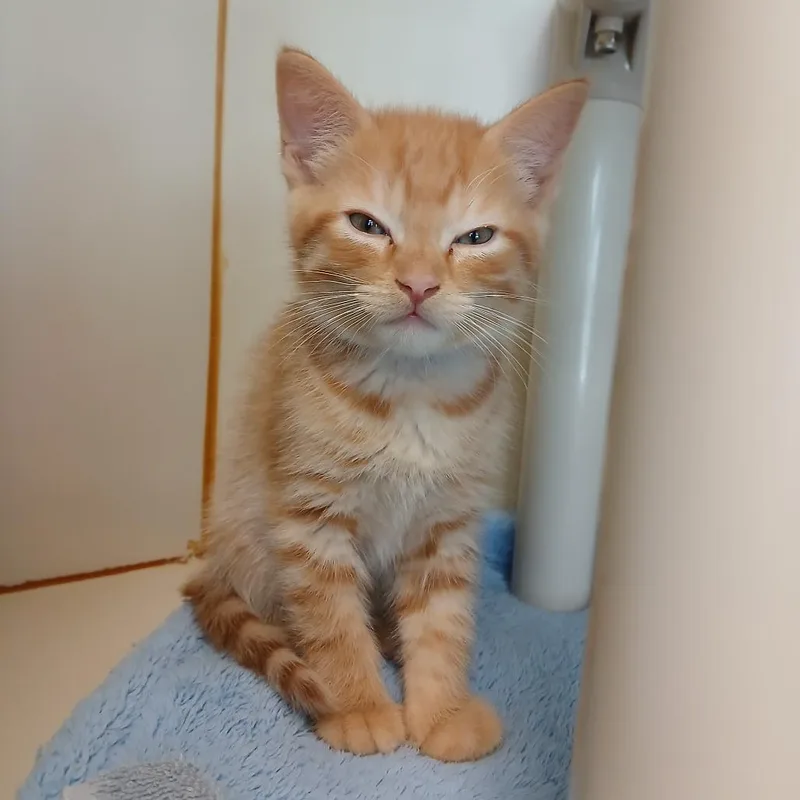 A baby small-sized male Orange / Red Domestic Short Hair cat named Maple for adoption in Fairport, NY
