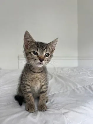 A baby small-sized male Domestic Short Hair cat named A Lucapetsmart North Charleston for adoption in North Charleston, SC