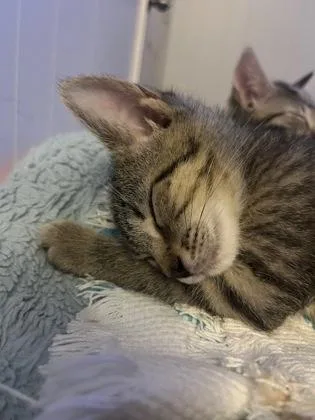 A Lucapetsmart North Charleston thumbnail 2