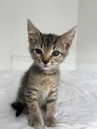 A Lucapetsmart North Charleston thumbnail 3