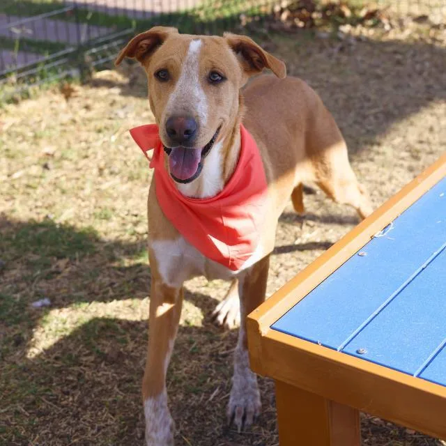 A young large-sized female Hound dog named Holly for adoption in San Antonio, TX
