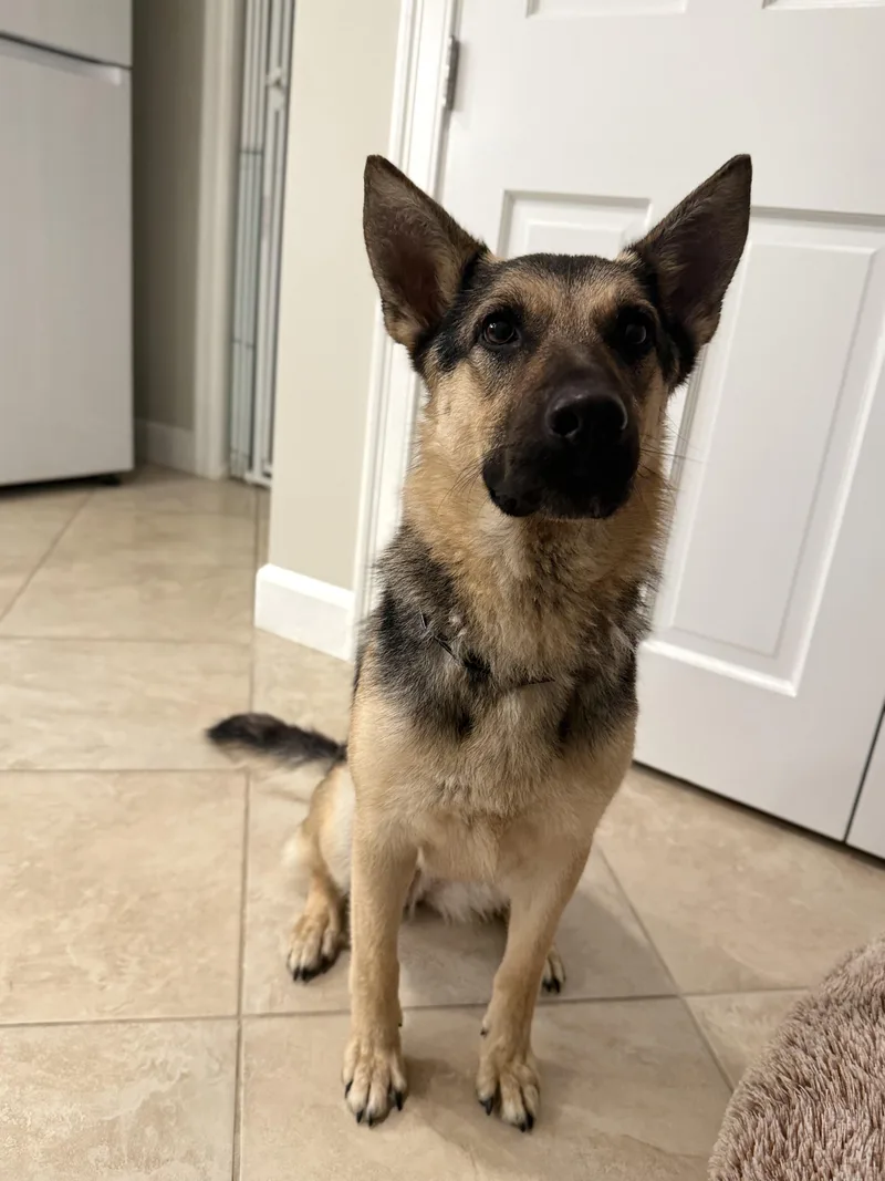 A young medium-sized female German Shepherd Dog dog named Shadow for adoption in oriskany, NY