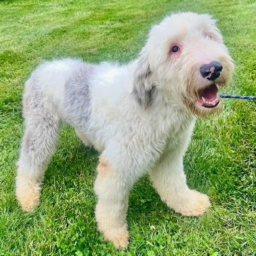 A young large-sized female Sheep Dog dog named Elowen for adoption in Cincinnati, OH