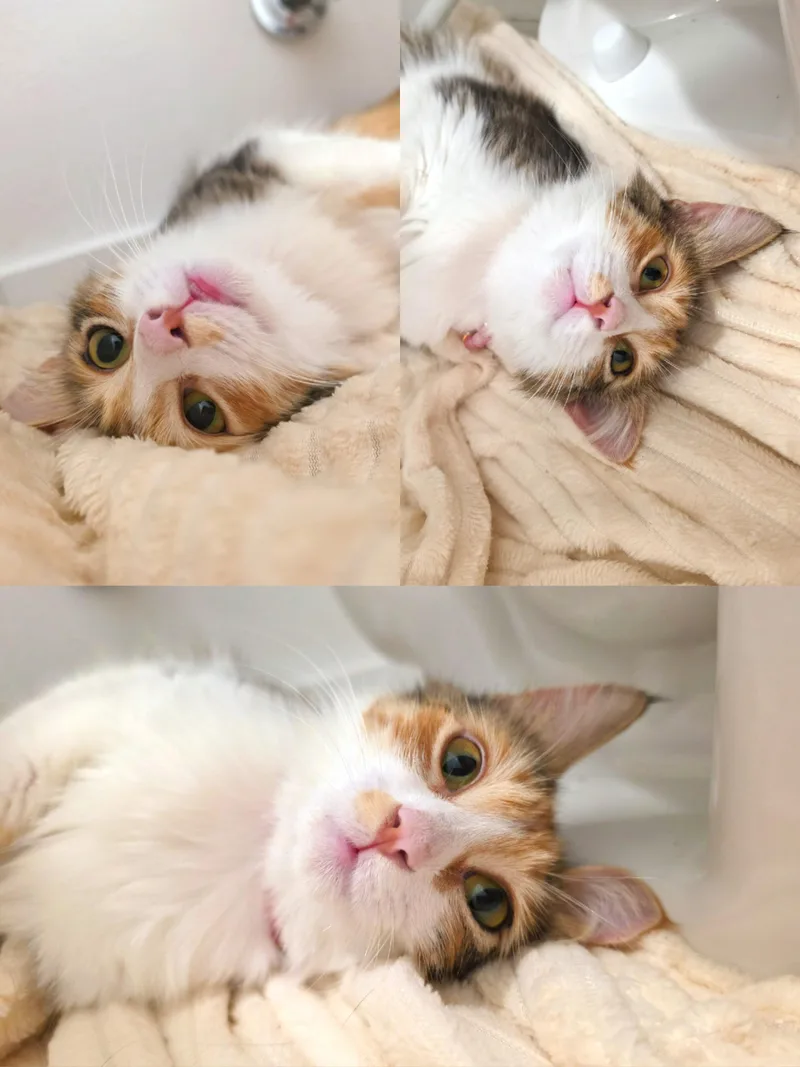 A baby medium-sized female Calico Domestic Medium Hair cat named Somi for adoption in Orange, CA