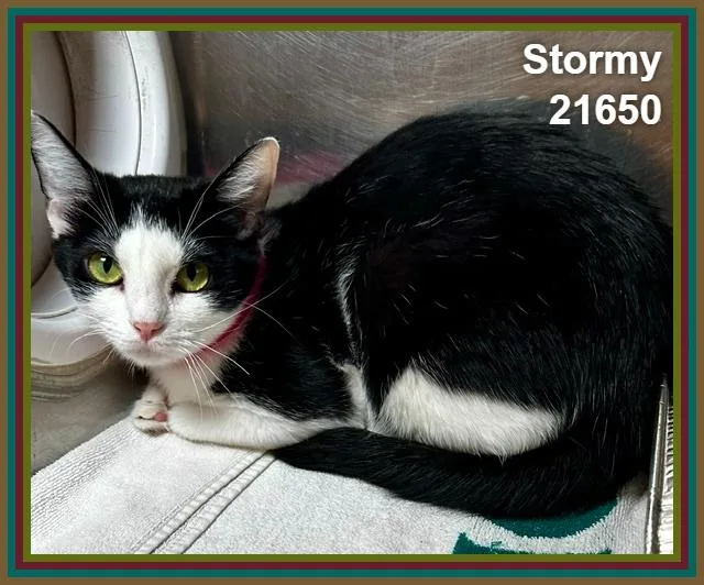 An adult medium-sized female Black & White / Tuxedo Domestic Short Hair cat named Stormy for adoption in Marietta, GA