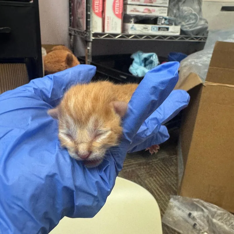 A baby small-sized male Domestic Medium Hair cat named Goat for adoption in Columbus, GA