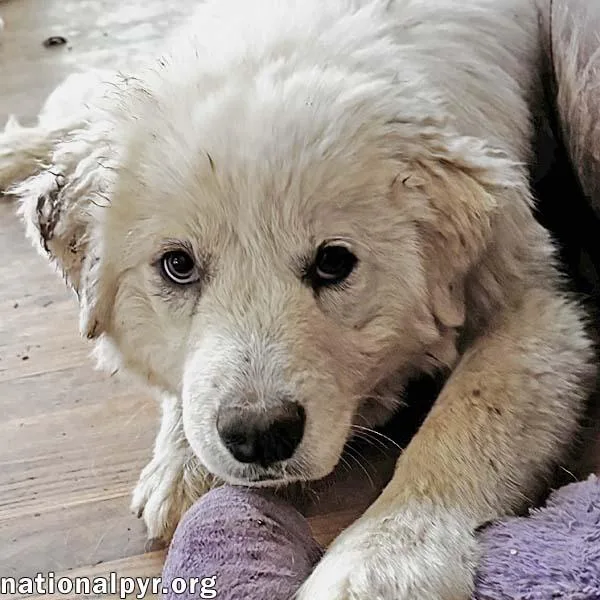 A baby large-sized female White / Cream Great Pyrenees dog named Blossom In Va  for adoption in Beacon, NY