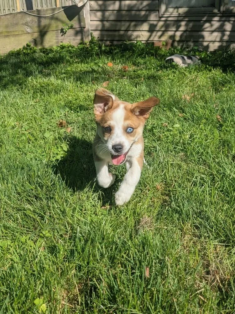 A baby medium-sized male Mixed Breed dog named Poncho for adoption in Columbus, OH