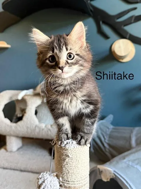 Shiitake