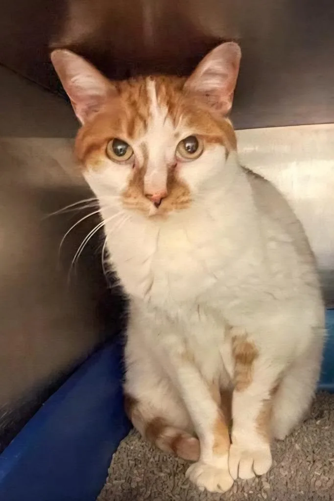 A senior medium-sized female Domestic Short Hair cat named Molly for adoption in Great Bend, KS