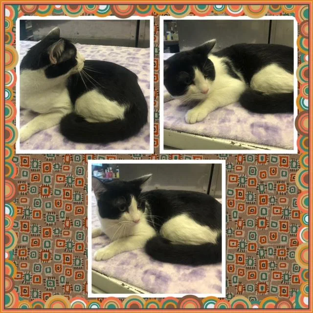 An adult medium-sized male Black & White / Tuxedo Domestic Short Hair cat named Hei for adoption in Buckhannon, WV