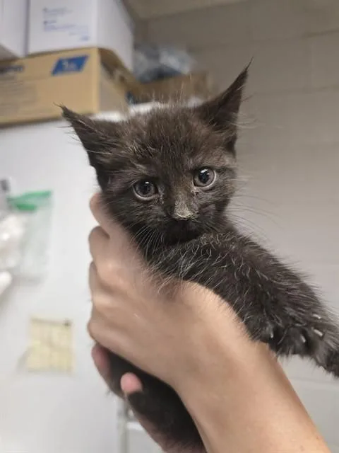 A baby small-sized female Domestic Short Hair cat named Key Lime Pie for adoption in Easton, MD