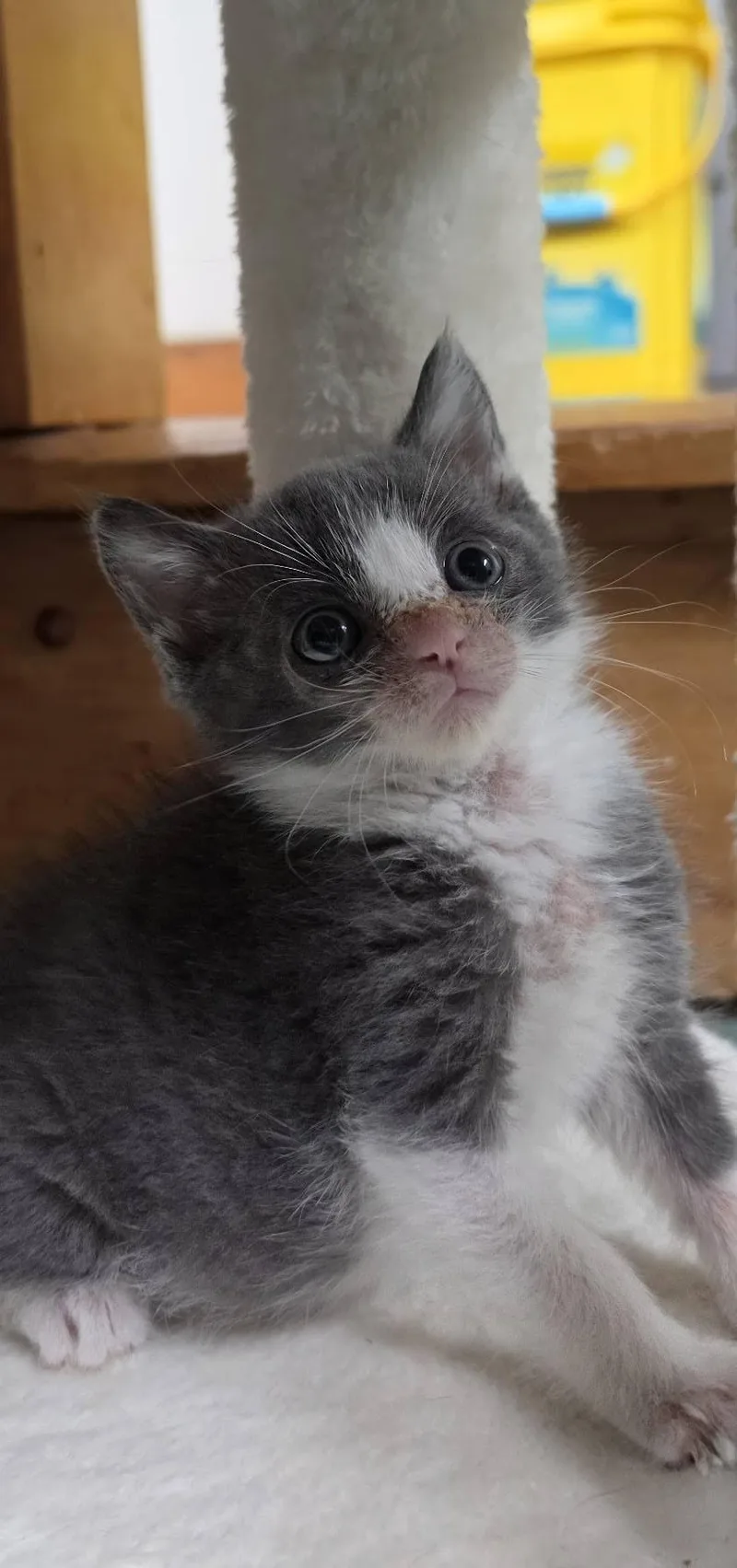 A baby medium-sized male Gray & White Domestic Short Hair cat named Peabody for adoption in Delmar, NY