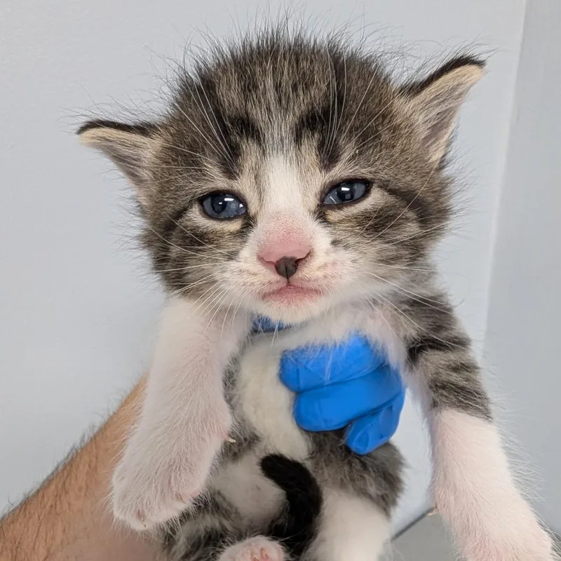 A baby small-sized female White Domestic Short Hair cat named Piper for adoption in Indianapolis, IN
