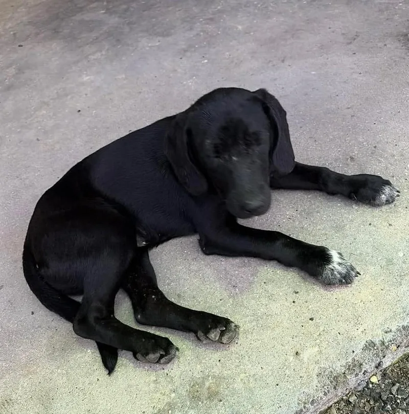 A baby extra large-sized male Labrador Retriever dog named Timmy for adoption in North Syracuse, NY