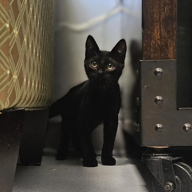 A baby small-sized male Black Domestic Short Hair cat named Fozzie for adoption in Endicott, NY