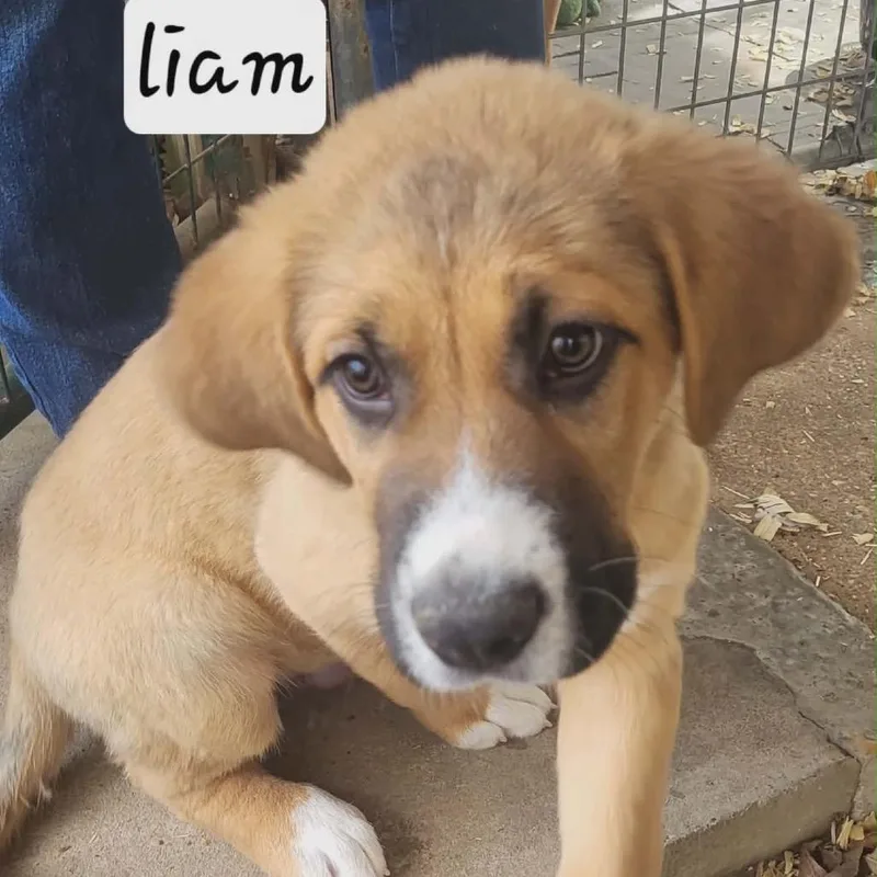 Liam