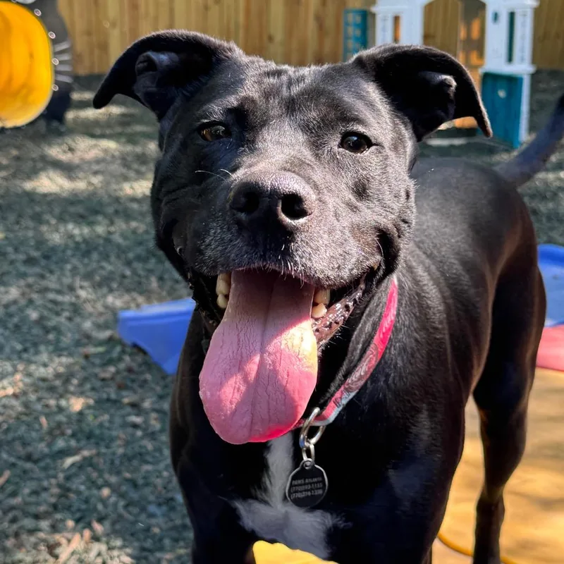 An adult medium-sized male Black Mixed Breed dog named Blackberry for adoption in Decatur, GA