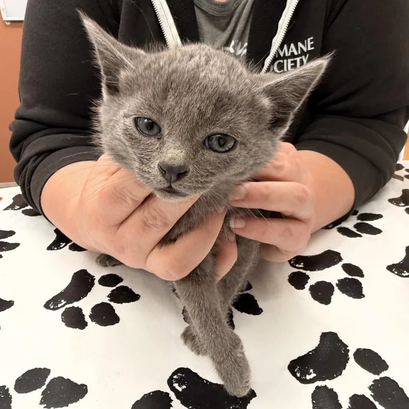A baby small-sized male Gray / Blue / Silver Domestic Short Hair cat named Zuko for adoption in Detroit Lakes, MN