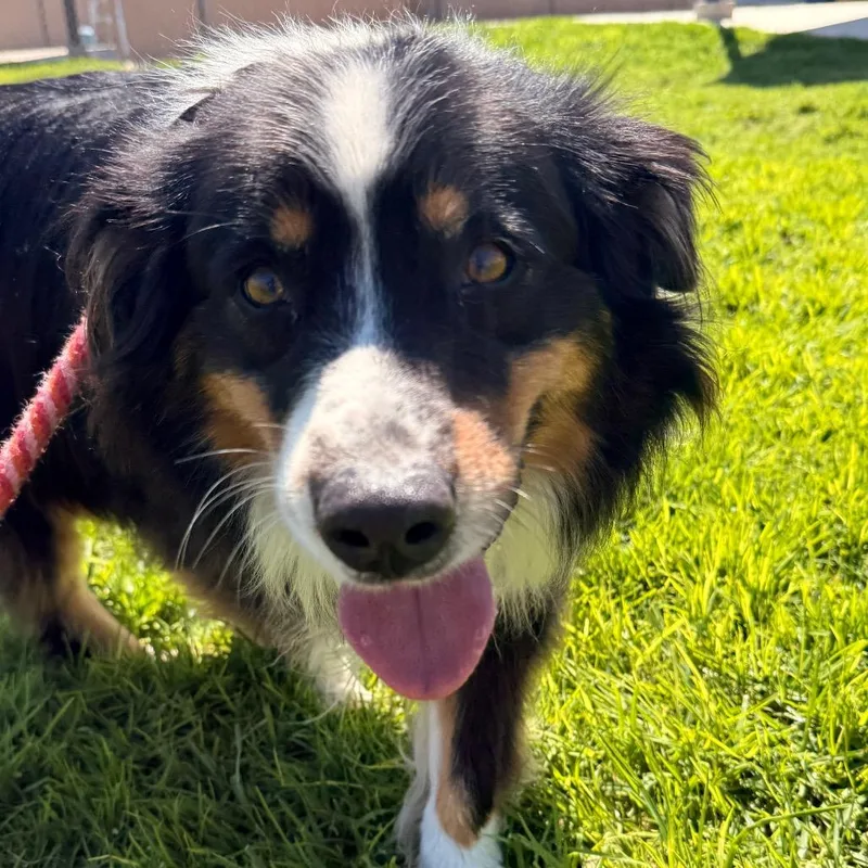 A senior large-sized male Black Australian Shepherd dog named Max for adoption in Santa Barbara, CA