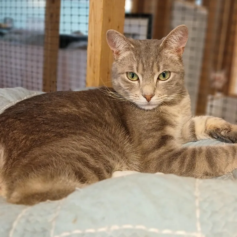 Stephen King thumbnail 3