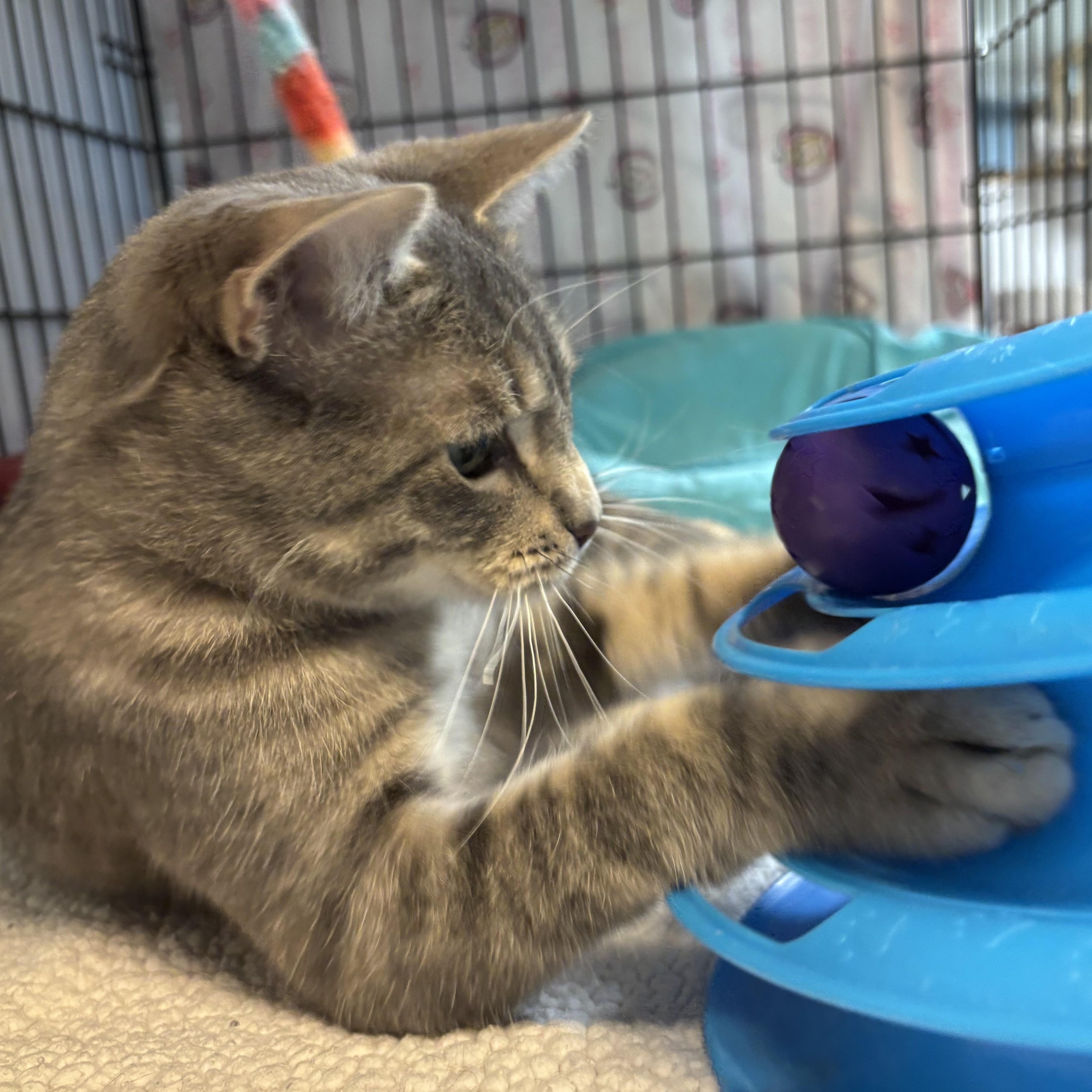 Stephen King thumbnail 4