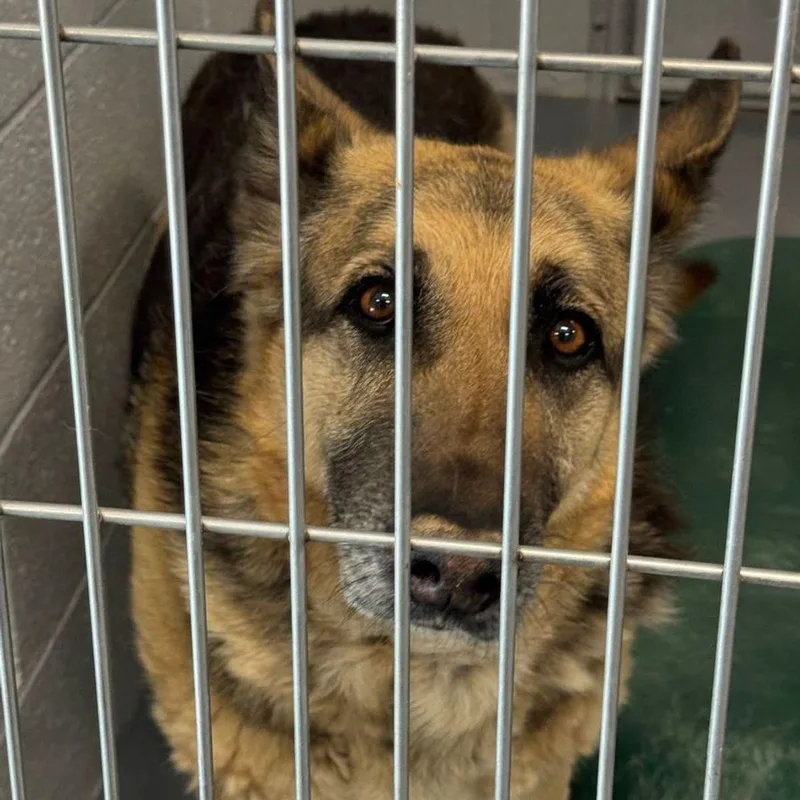 An adult large-sized female Brown / Chocolate German Shepherd Dog dog named Darlinggeorgia for adoption in Kingman, AZ