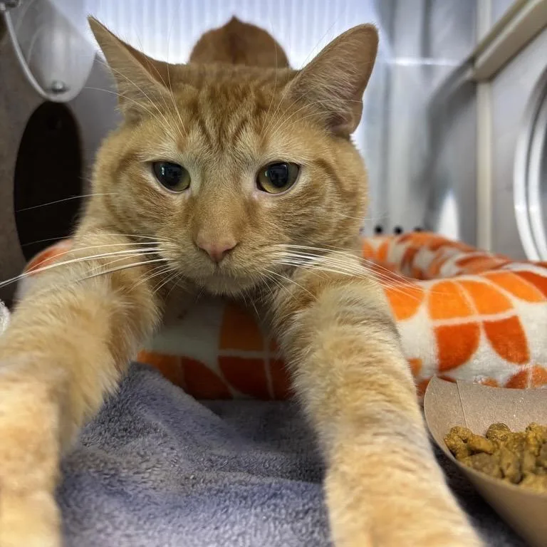 A young medium-sized male Orange / Red Domestic Short Hair cat named Oscar Muppet for adoption in Baltimore, MD