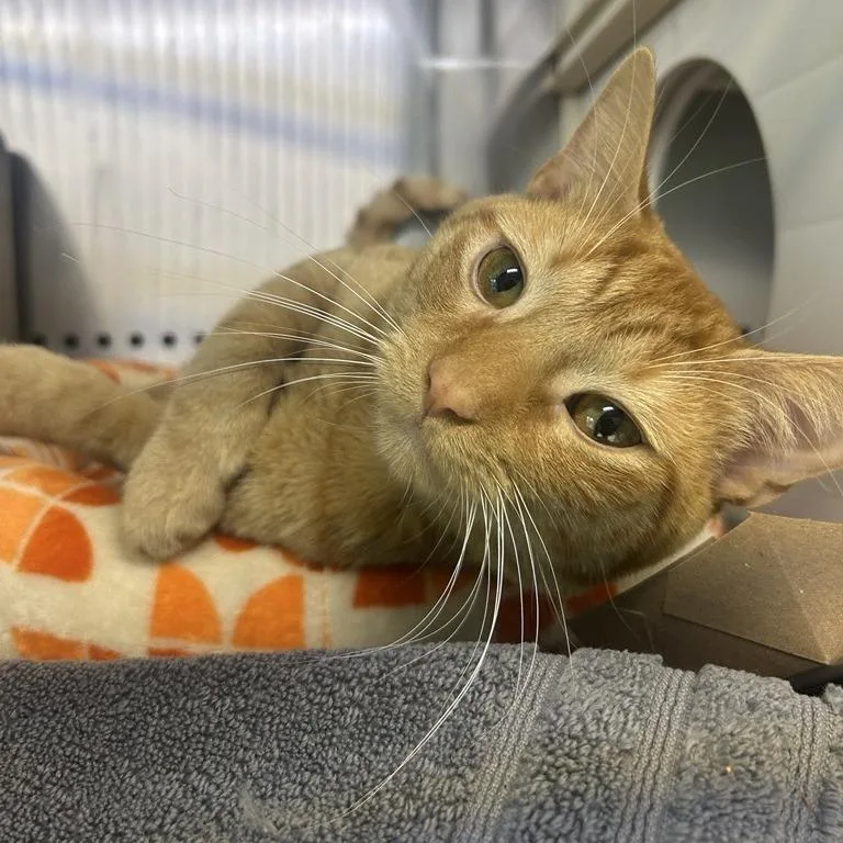 Oscar Muppet thumbnail 2