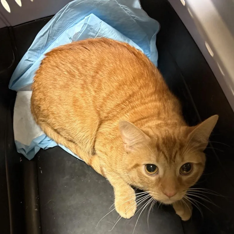 Oscar Muppet thumbnail 3